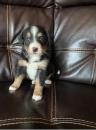 Puppies for sale Spain, Granada Bernese Mountain Dog