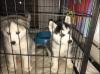 Puppies for sale Canada, Manitoba Other breed, SIBERIAN HUSKY