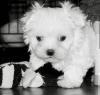 Puppies for sale Canada, Manitoba Maltese