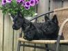 Puppies for sale Belgium, Brussels Scotch-terrier