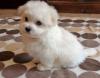 Puppies for sale Spain, Granada Bichon