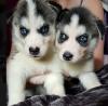 Puppies for sale Netherlands, Rotterdam Other breed, SIBERIAN HUSKY