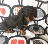 Puppies for sale USA, Hawaii Dachshund