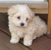 Puppies for sale Netherlands, Eindhoven Maltese