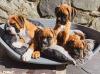 Puppies for sale Germany, Dortmund Boxer