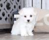 Puppies for sale Canada, Ontario, London Maltese
