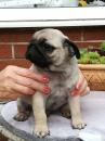 Puppies for sale Netherlands, Rotterdam Pug