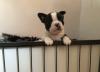 Puppies for sale Netherlands, Rotterdam Boston Terrier