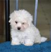 Puppies for sale Spain, Seville Bichon