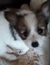 Puppies for sale Belgium, Liege Papillon and Phalene