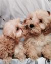 Puppies for sale Netherlands, Rotterdam Other breed, COCKAPOO