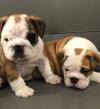 Puppies for sale Netherlands, Rotterdam English Bulldog