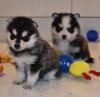 Puppies for sale Belgium, Bruges Other breed, POMSKY