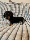 Puppies for sale Spain, Madrid Dachshund