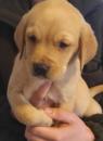 Puppies for sale Netherlands, Rotterdam Labrador