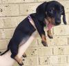 Puppies for sale USA, Hawaii Dachshund