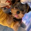 Puppies for sale Canada, Quebec Yorkshire Terrier