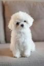 Puppies for sale Spain, Cadiz Maltese