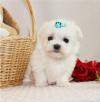 Puppies for sale Canada, Manitoba Maltese