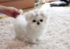 Puppies for sale Spain, Bilbao Maltese