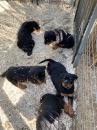 Puppies for sale Netherlands, Leiden Rottweiler