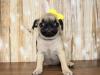 Puppies for sale Belgium, Charleroi Pug