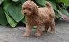 Puppies for sale Belgium, Liege Toy-poodle