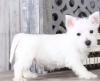 Puppies for sale Spain, Bilbao West Highland White Terrier