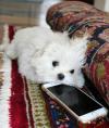 Puppies for sale Germany, Frankfurt Maltese