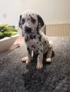 Puppies for sale Germany, Bremen Dalmatian