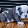 Puppies for sale Cyprus, Nicosia Boxer