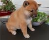 Puppies for sale Spain, Barcelona , Shiba Inu