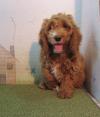 Puppies for sale Germany, Dortmund , Cockapoo
