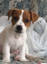 Puppies for sale Belgium, Brussels Jack Russell Terrier