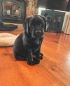 Puppies for sale Lithuania, Kelme Labrador