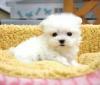 Puppies for sale Belgium, Brussels Maltese