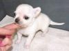 Puppies for sale Denmark, Odense Chihuahua