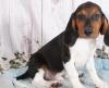 Puppies for sale Belgium, Brussels Beagle