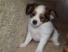 Puppies for sale Spain, Barcelona , Papillon