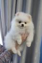 Puppies for sale Germany, Berlin , Pomeranian