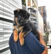 Puppies for sale Sweden, Kalmar German Dog