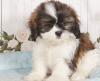 Puppies for sale Spain, Granada Shih Tzu