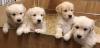 Puppies for sale Germany, Frankfurt Golden Retriever