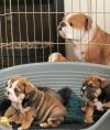 Puppies for sale Netherlands, Oldebroek English Bulldog