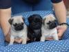 Puppies for sale Portugal, SetГєbal Pug