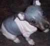 Puppies for sale Belgium, Bruges , American Hairless Terrier