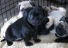 Puppies for sale Germany, Berlin Pug