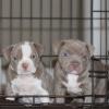 Puppies for sale Armenia, Gyumri American Pit-Bull Terrier