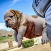 Puppies for sale Moldova, Chisinau French Bulldog