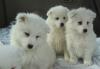 Puppies for sale Spain, Madrid Samoyed dog (Samoyed)